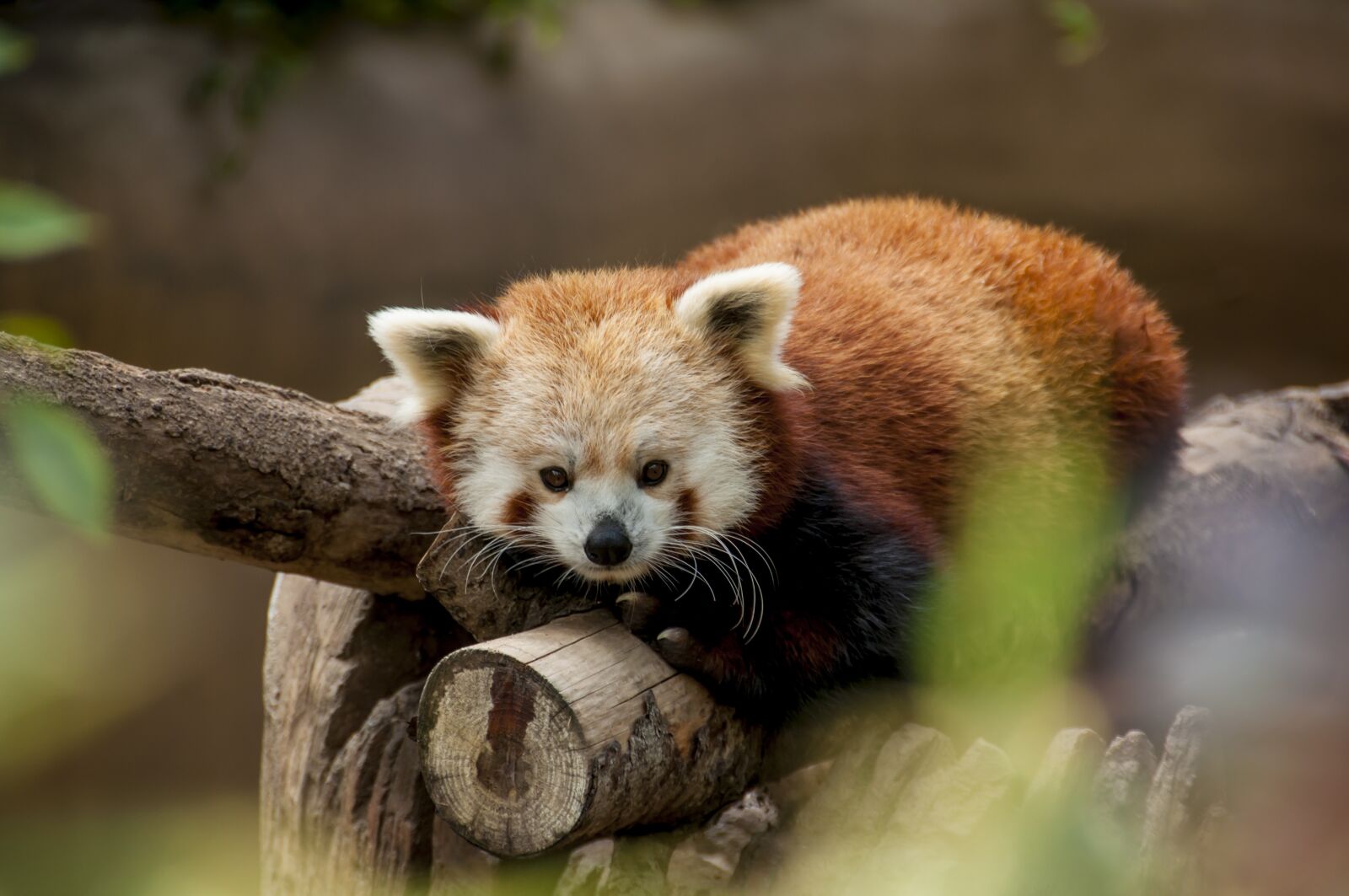 Nikon D90 sample photo. Animal, cute, nature photography