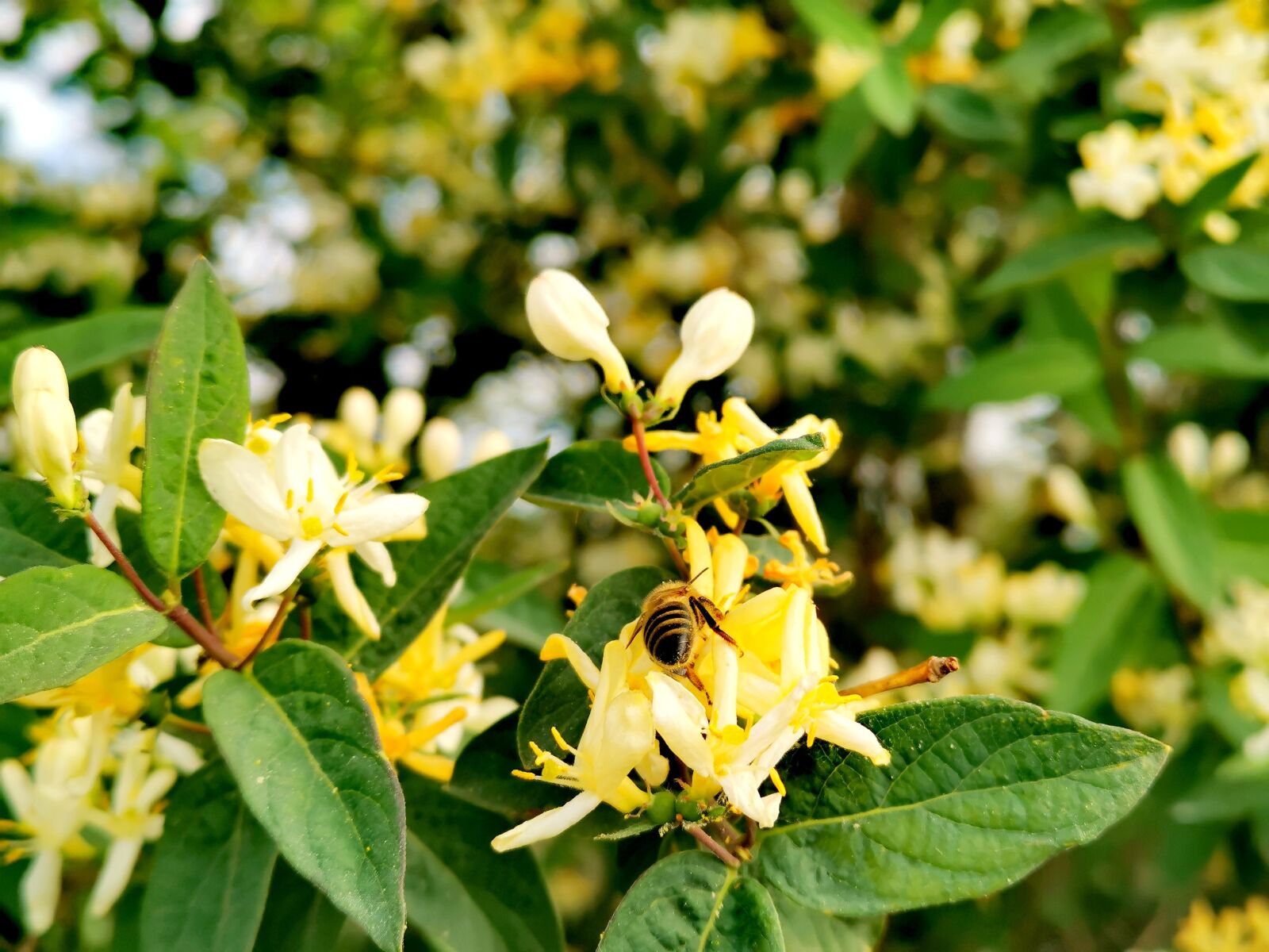 HUAWEI P30 sample photo. Nature, bee, tree photography