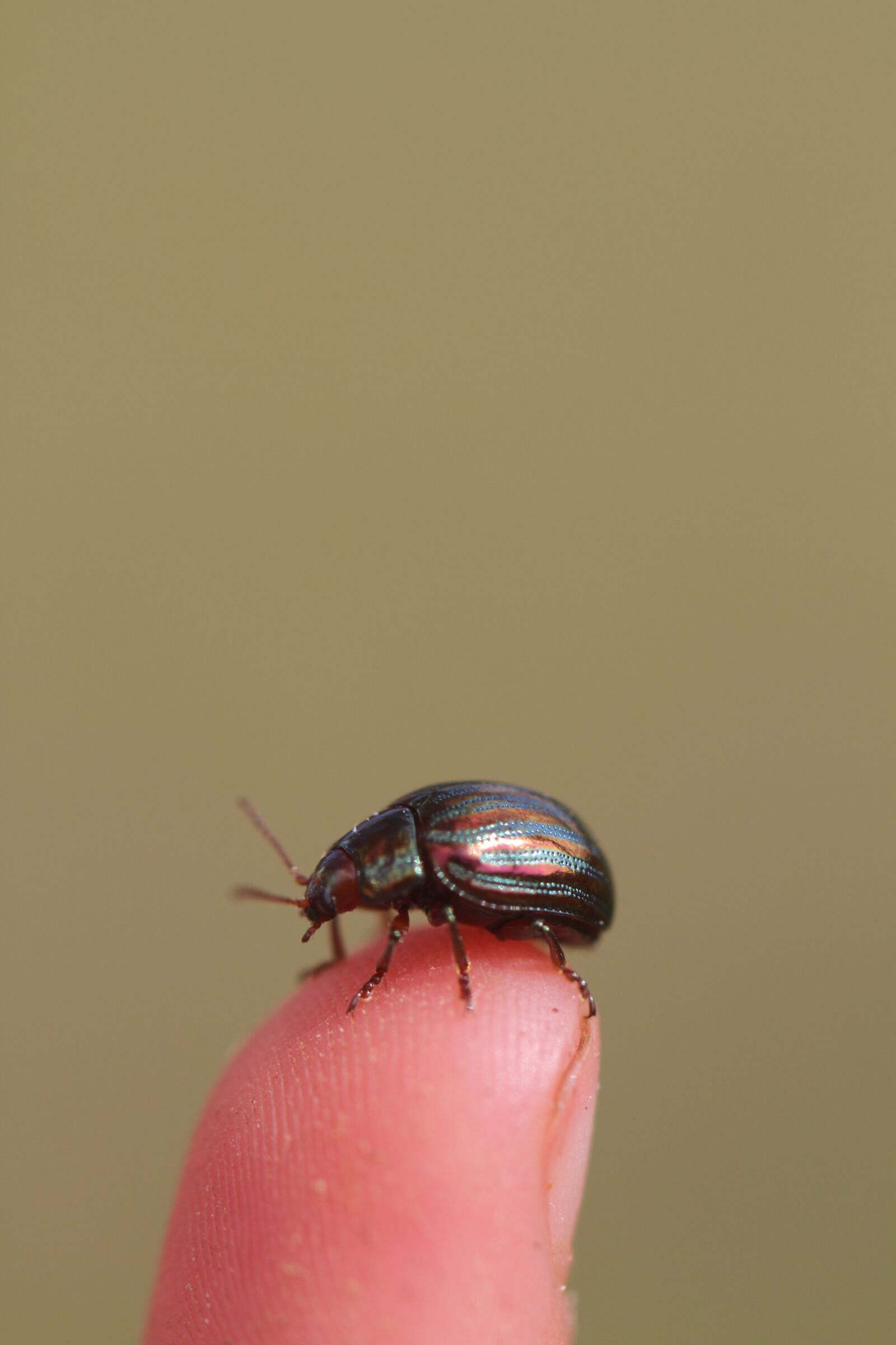Canon EOS 7D sample photo. Rosemary beetle, insect, shiny photography