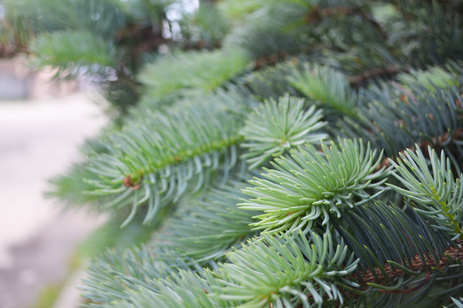 Nikon D3100 sample photo. Green, nature, spruce photography