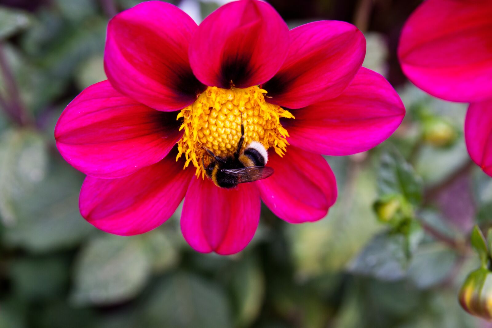 Canon EOS 50D sample photo. Nature, flower, plant photography