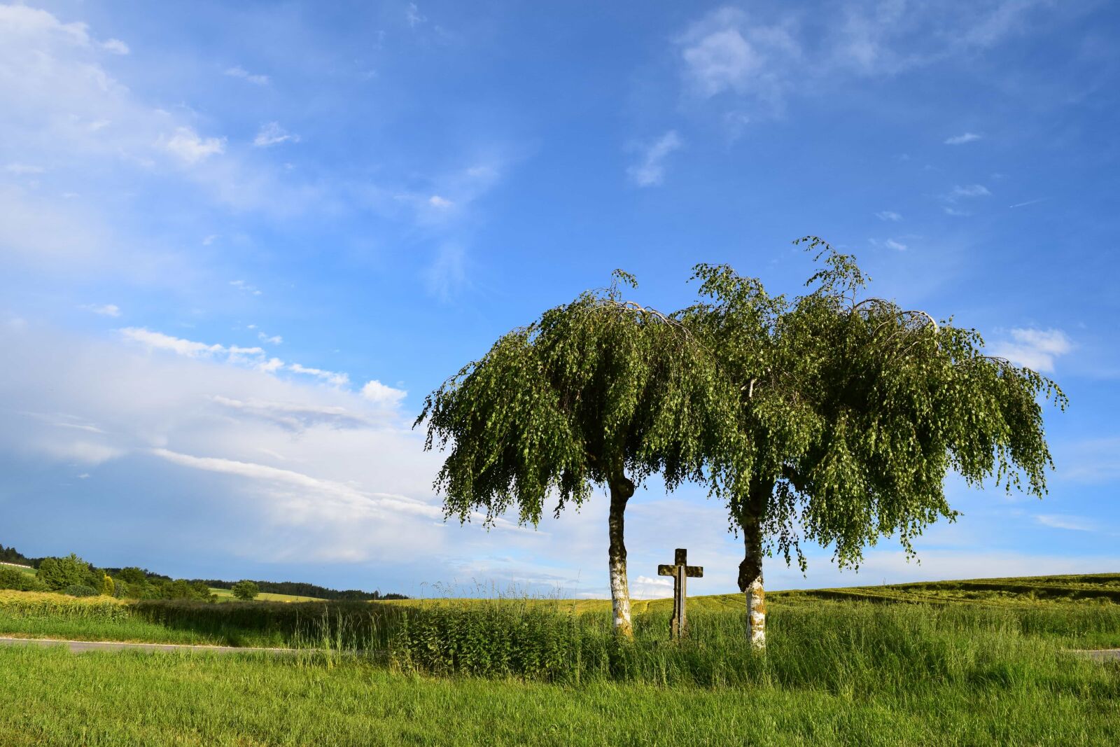 Nikon D3300 sample photo. Grass, nature, tree, sky photography