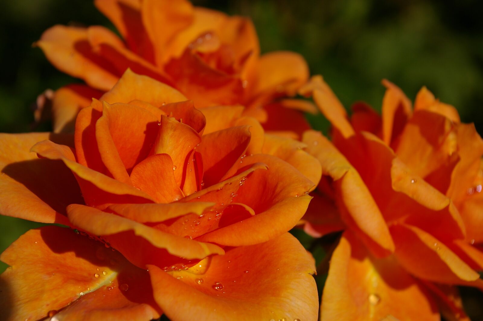 Pentax *ist DL2 sample photo. Rose, orange rose, scented photography