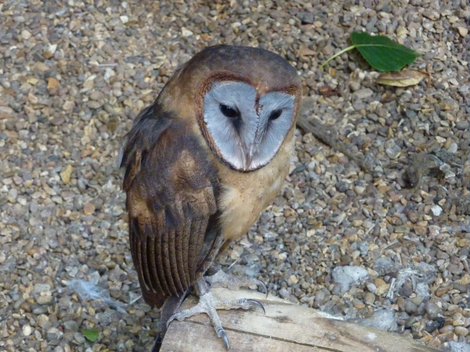 Panasonic DMC-TZ65 sample photo. Ashy-faced barn owl, bird photography