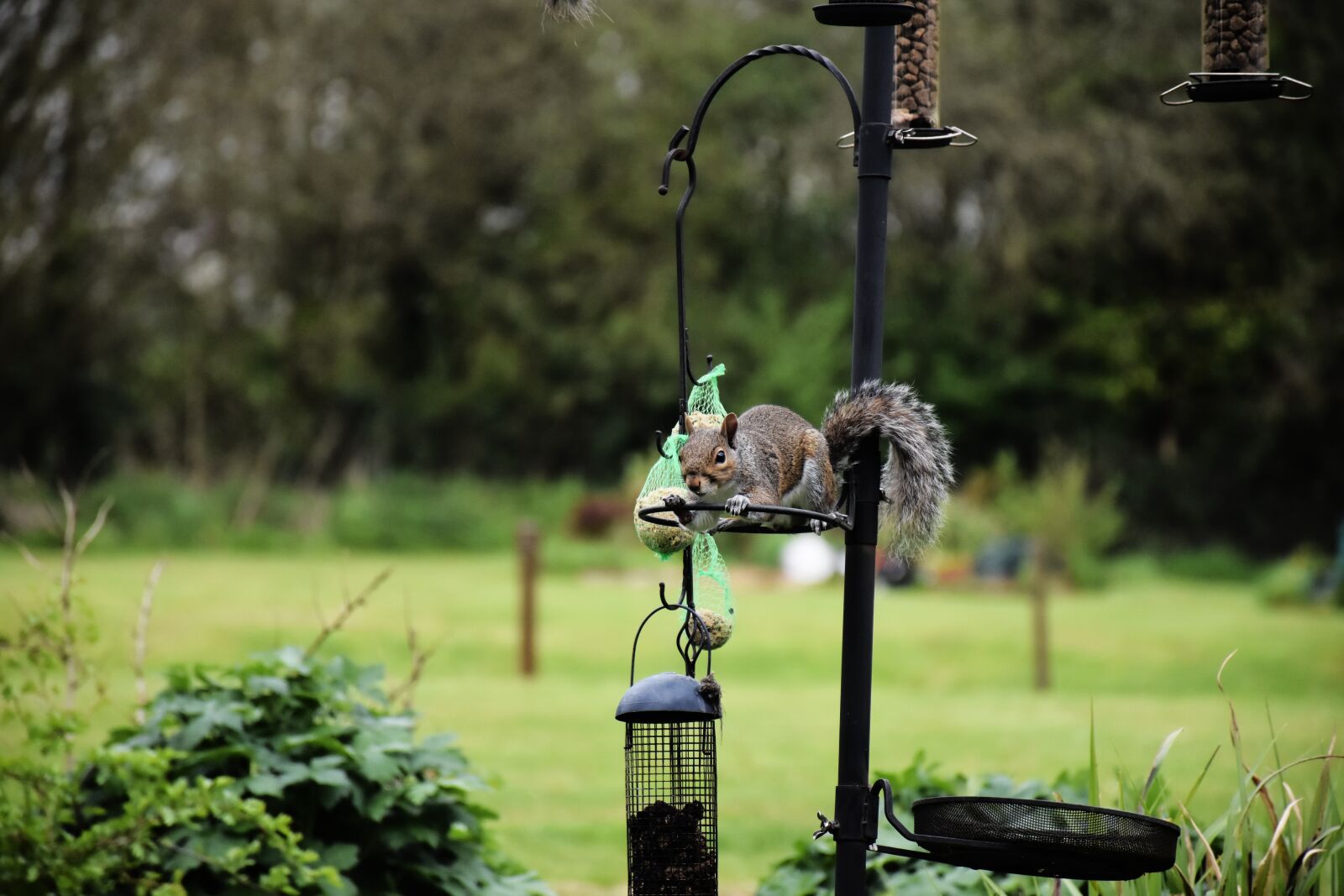 Nikon D7200 sample photo. Squirrel, grey, rodent photography