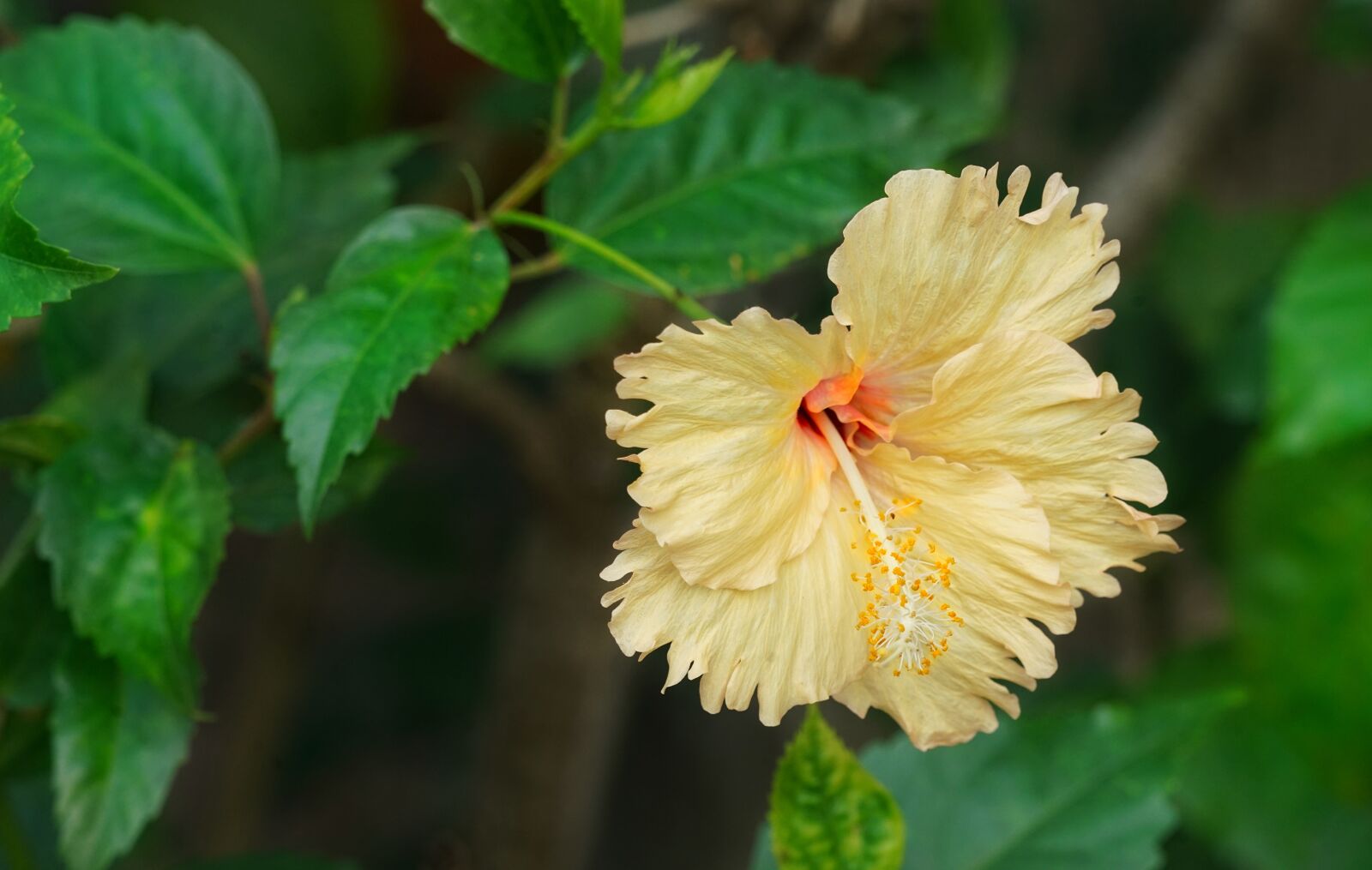 Sony a7R II + Sony FE 70-300mm F4.5-5.6 G OSS sample photo. Yellow hibiscus, tropical hibiscus photography