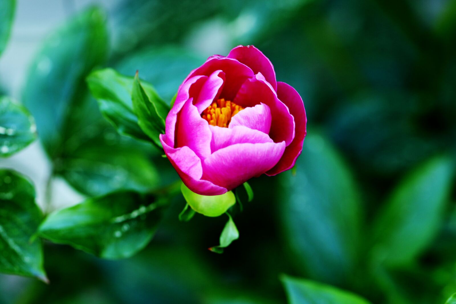 Canon EOS 7D Mark II sample photo. Bud, flower, summer flower photography