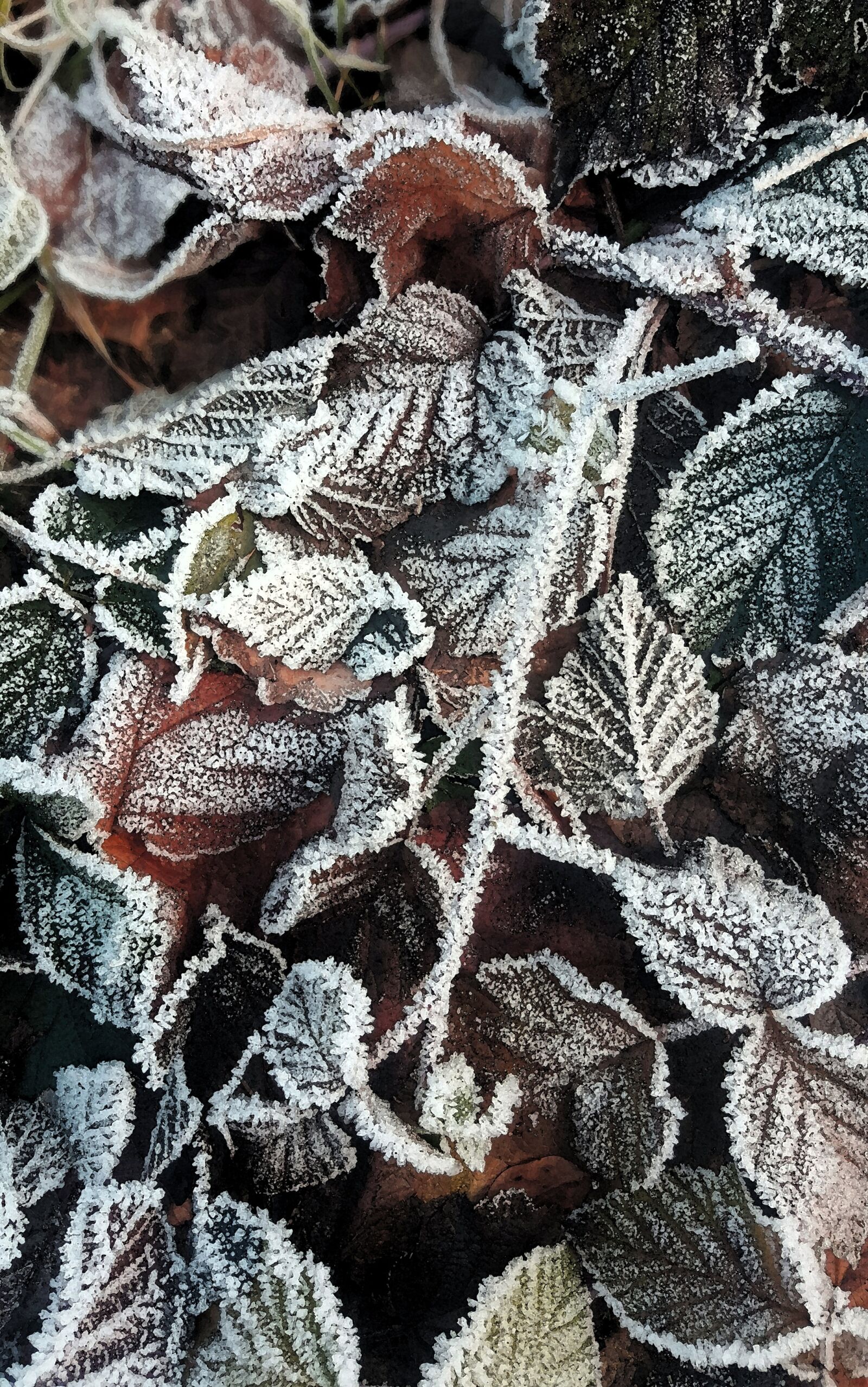 Samsung GALAXY S6 edge sample photo. Winter, frost, frozen photography