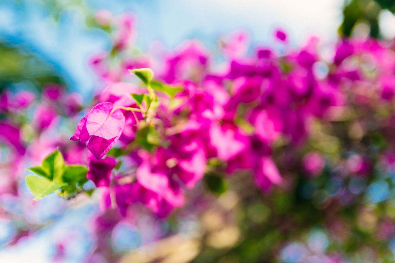 Nikon D5600 sample photo. Flowers, purple, bougainvillea photography