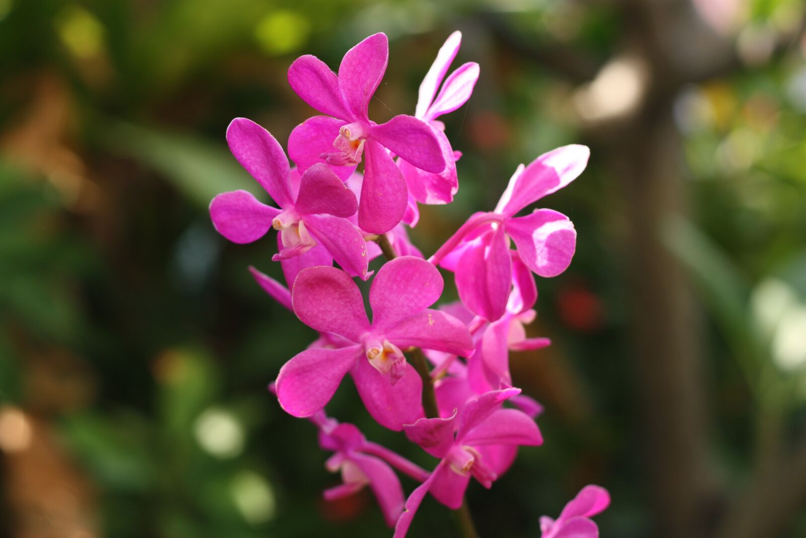Canon EOS 450D (EOS Rebel XSi / EOS Kiss X2) sample photo. Flower, nature, orchids photography