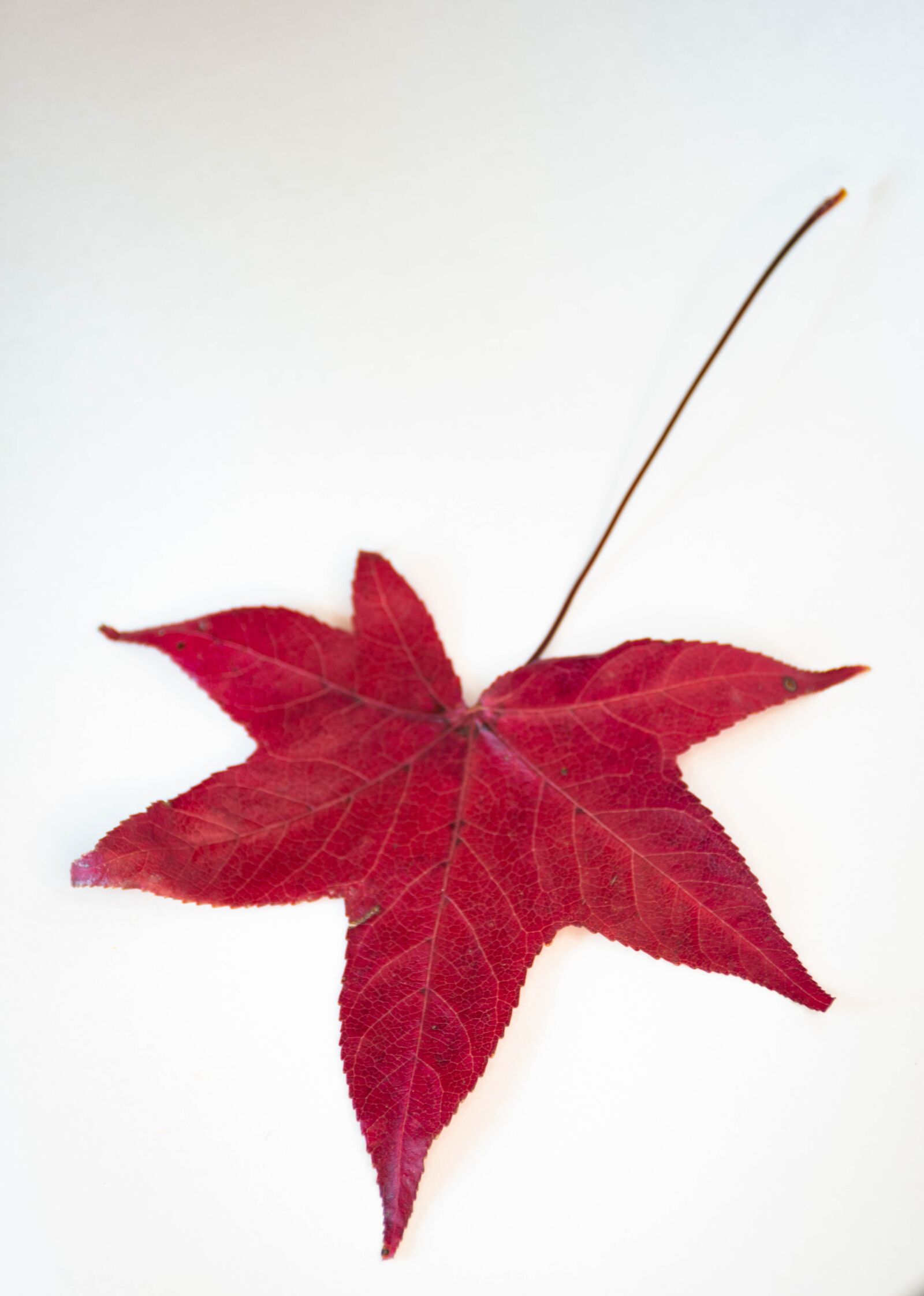 Nikon D7200 sample photo. Leaves, colorful, autumn photography