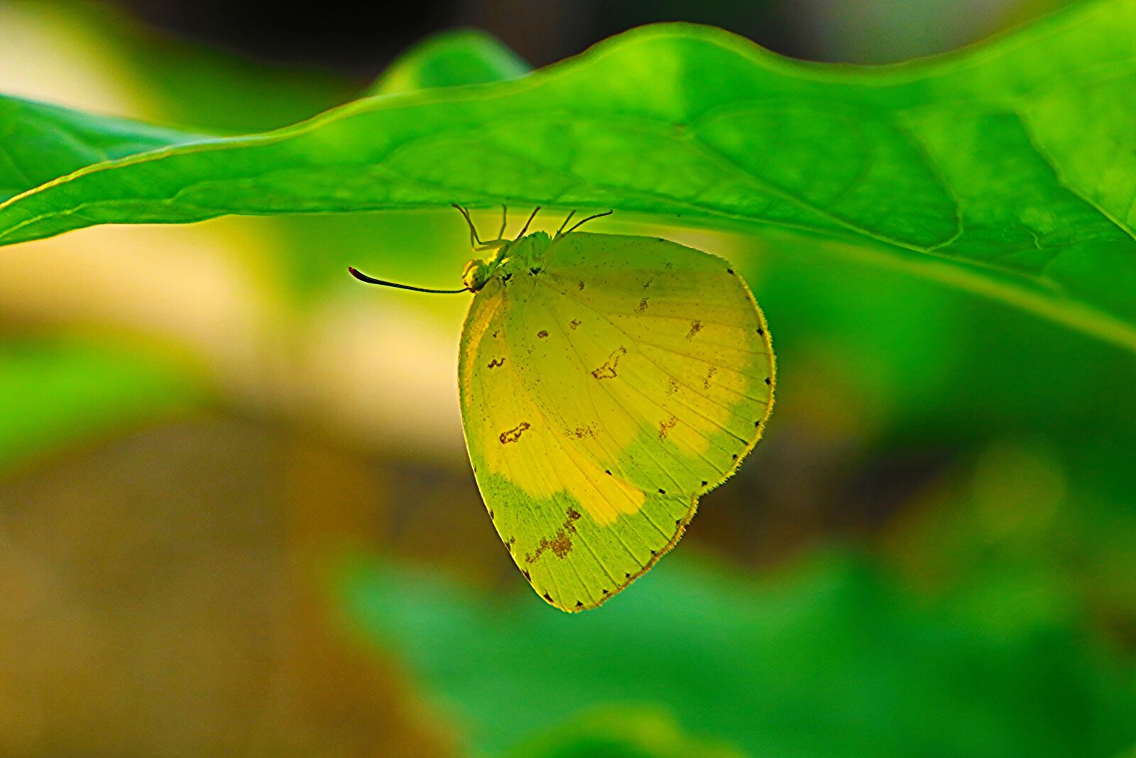 Canon EOS 750D (EOS Rebel T6i / EOS Kiss X8i) sample photo. Wildanimal, butterfly, green photography