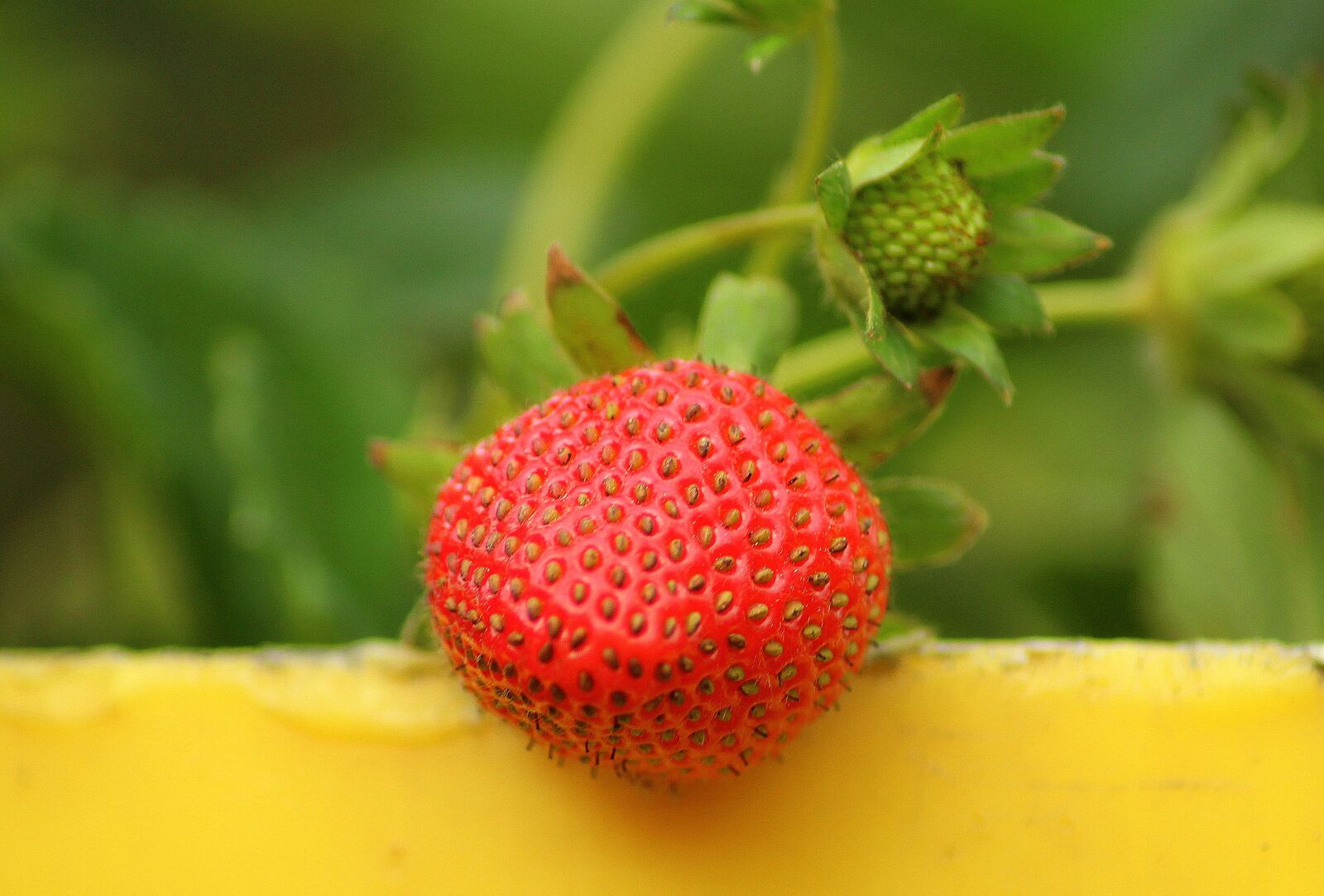 Canon EOS 1200D (EOS Rebel T5 / EOS Kiss X70 / EOS Hi) sample photo. Strawberry, fruit, maturation photography