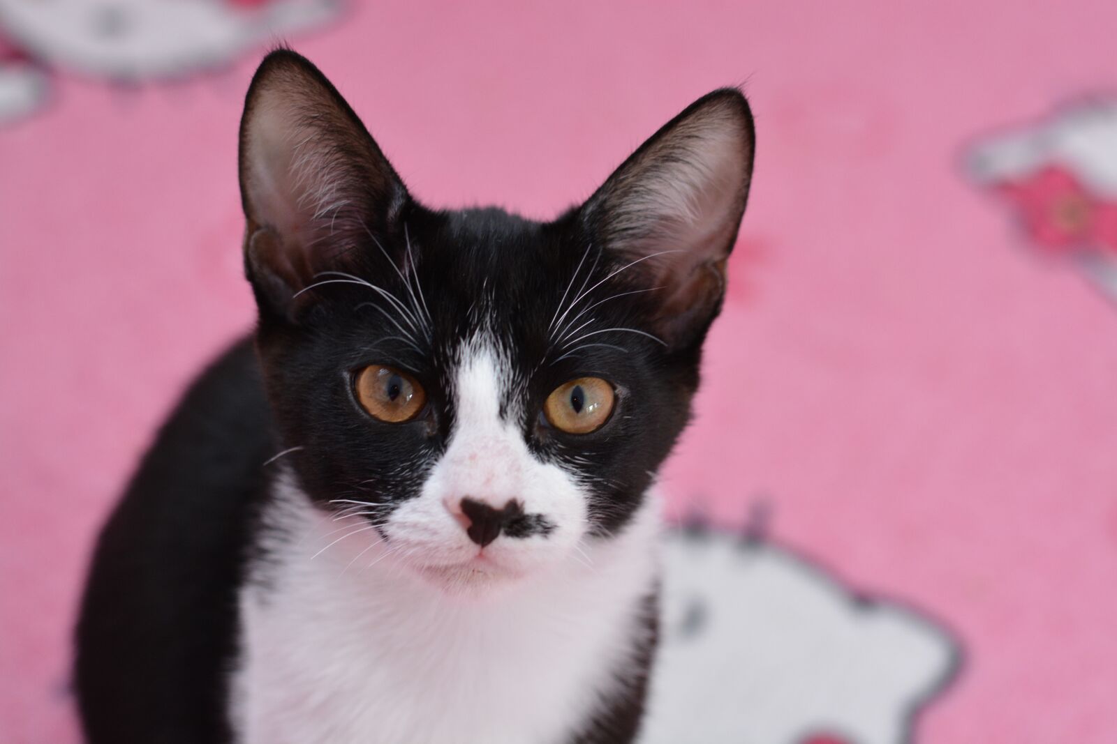 Nikon D7100 sample photo. Cat, pet, black and photography