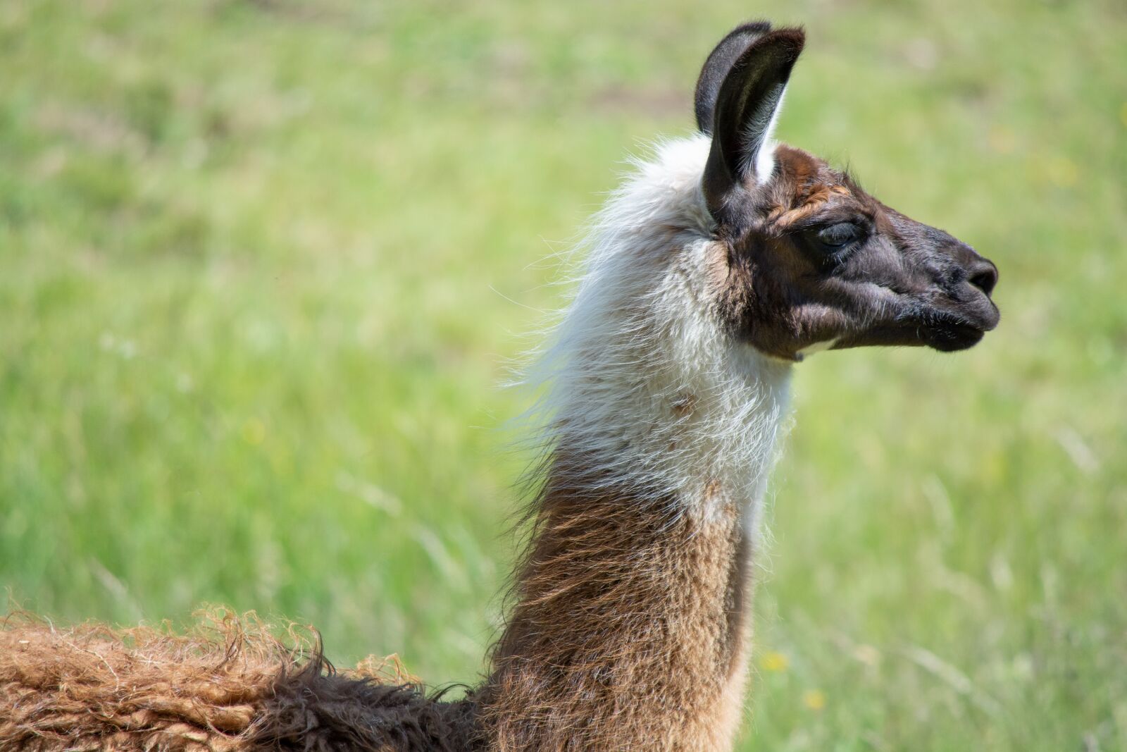 Nikon D7100 sample photo. Llama, animal, mammal photography