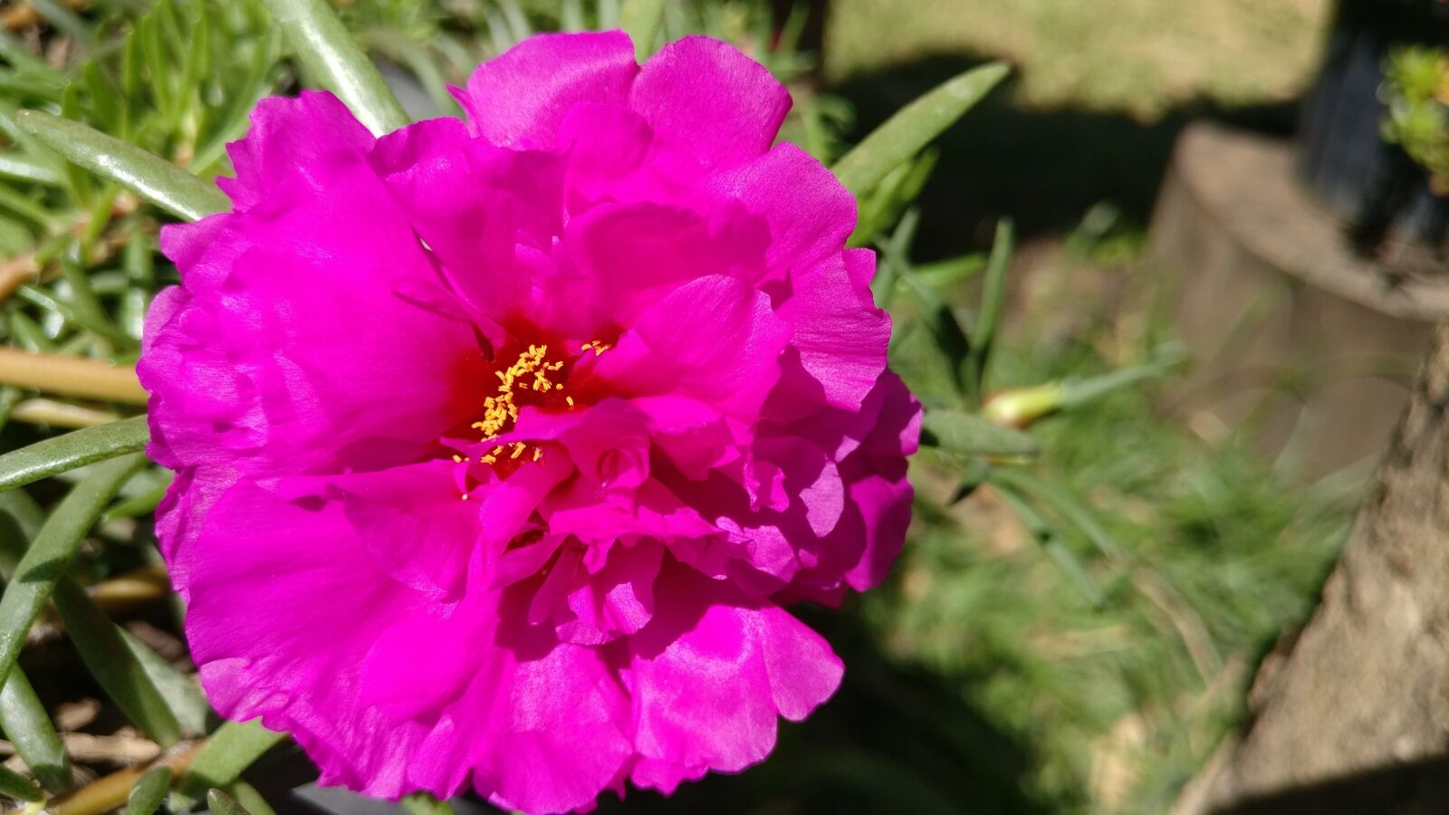 OnePlus A3010 sample photo. Flower, beauty, nature photography