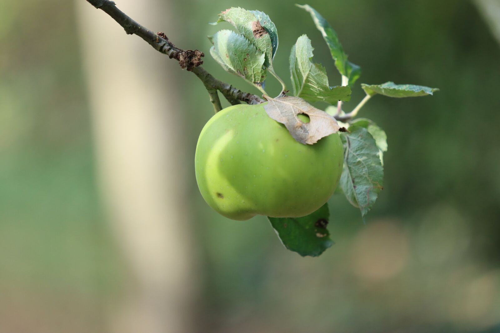 Canon EOS 90D sample photo. Apples, fruit, tree photography