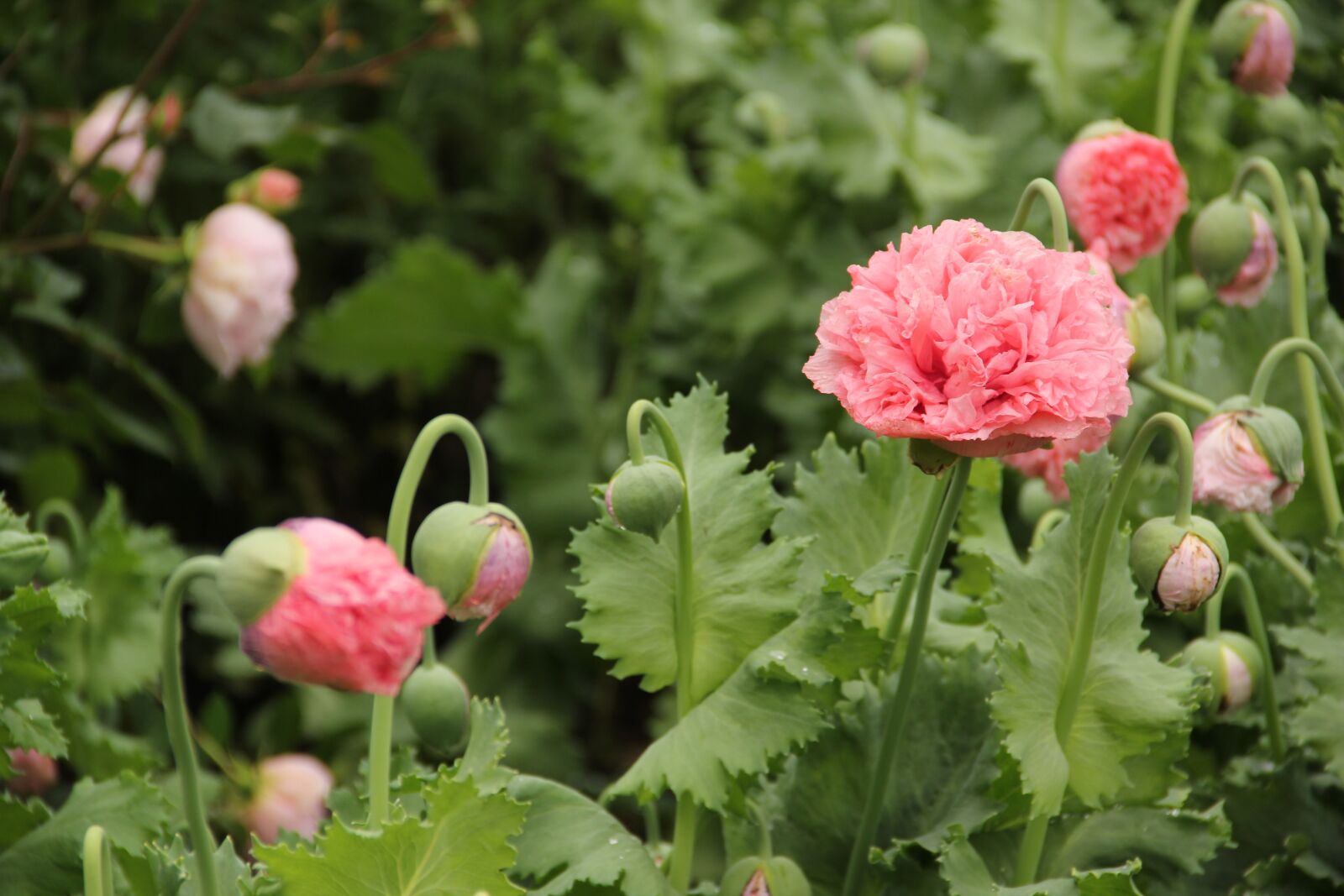 Canon EOS 550D (EOS Rebel T2i / EOS Kiss X4) sample photo. South gland, gardens, savill photography