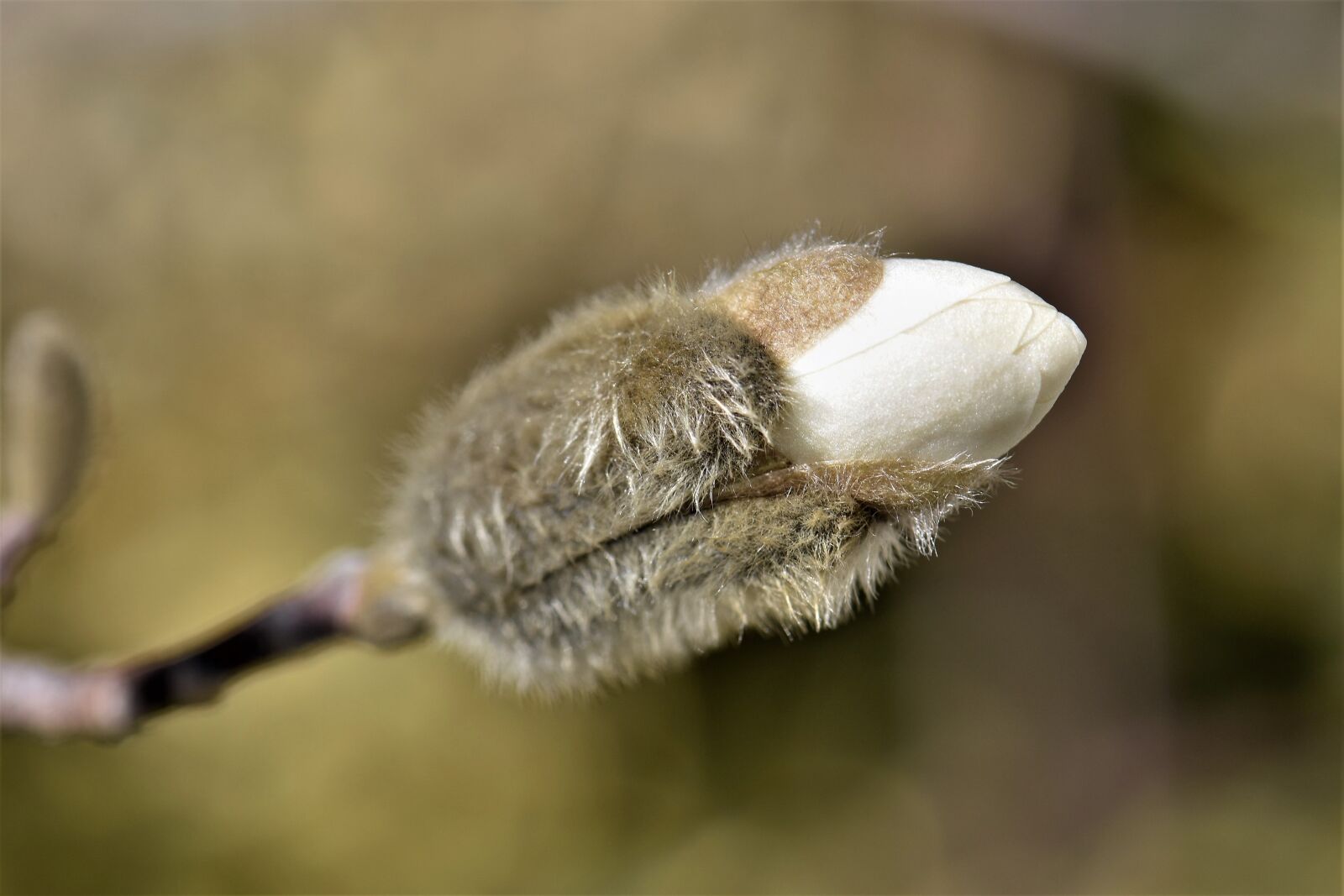 Nikon D5500 sample photo. Nature, plant, close up photography