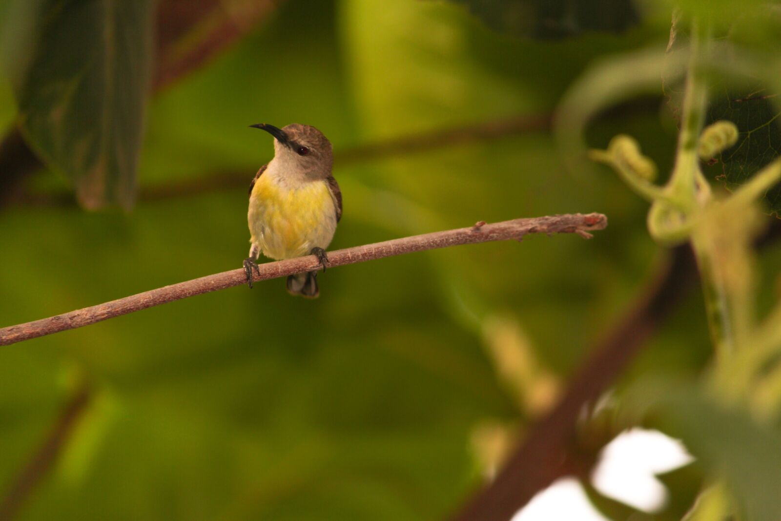 Canon EOS 700D (EOS Rebel T5i / EOS Kiss X7i) sample photo. Bird, sparrow, green photography
