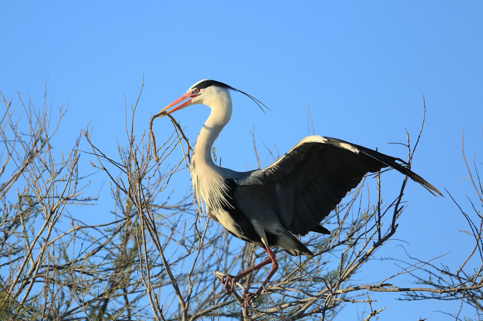 Canon EF 100-400mm F4.5-5.6L IS USM sample photo. Bird, wader, beak photography