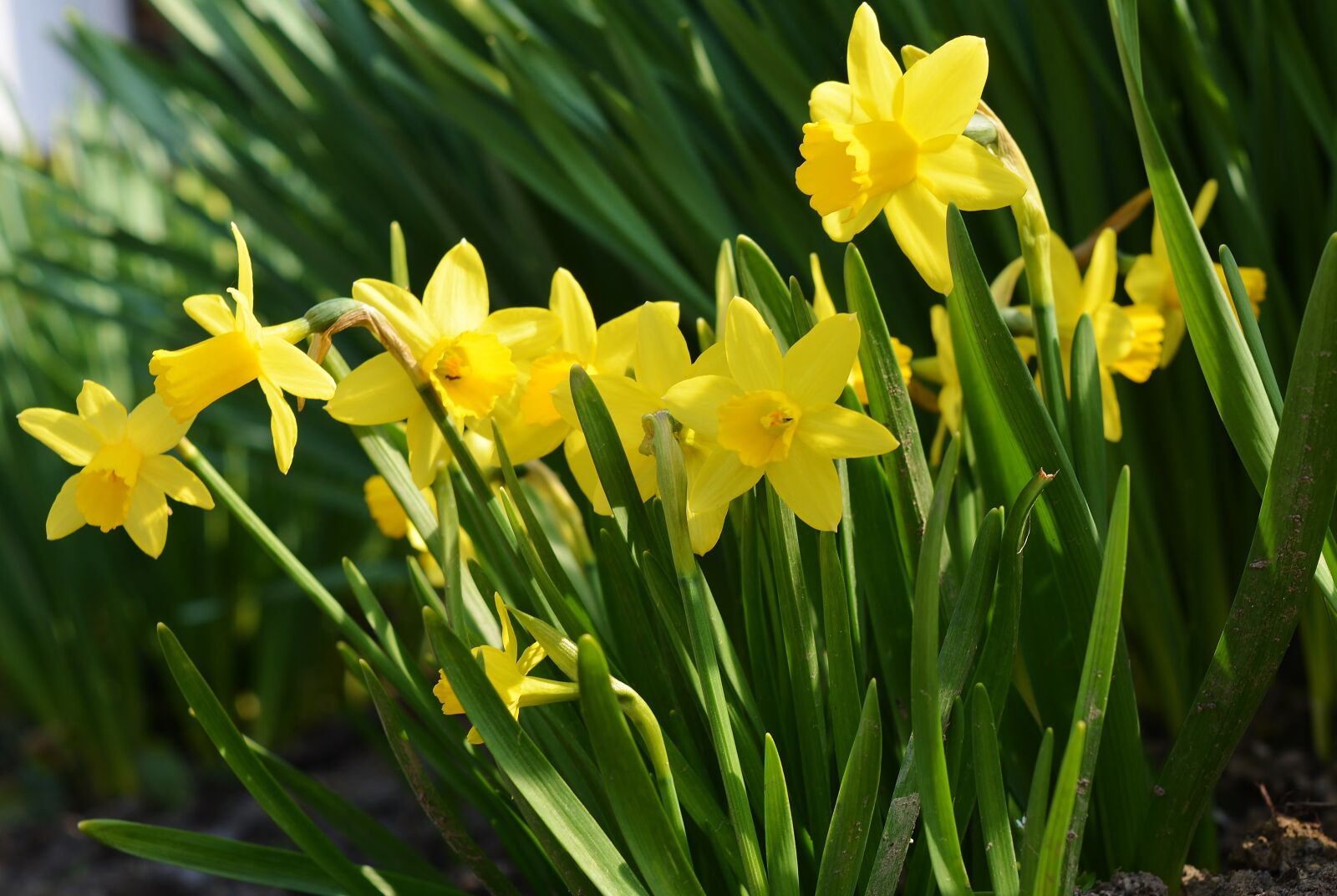 Nikon D5200 sample photo. Daffodils, early bloomer, spring photography