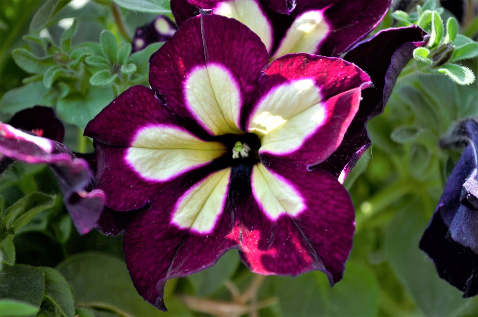 Nikon D5100 sample photo. Nice, flower, purple photography