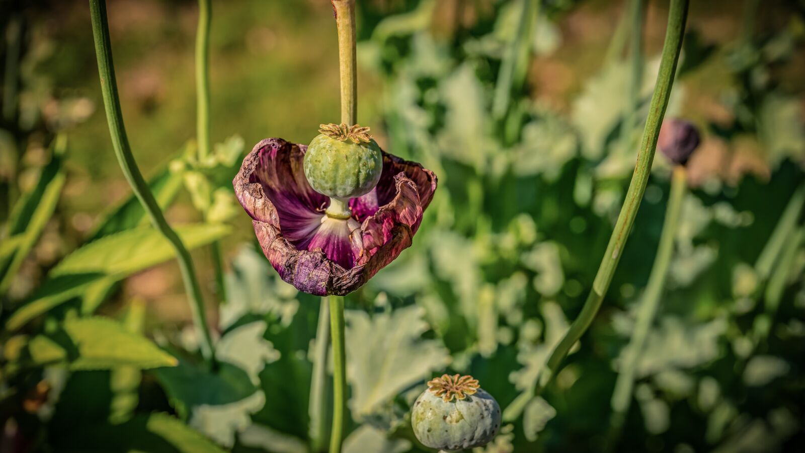 Sony FE 28-70mm F3.5-5.6 OSS sample photo. Poppy, flower, nature photography