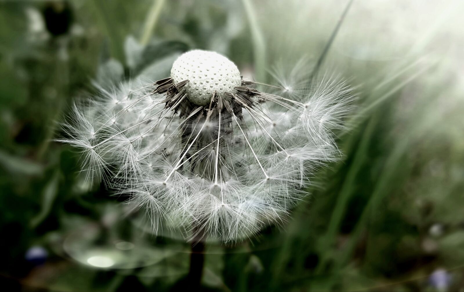 Samsung Galaxy S7 sample photo. Dandelion, nature, plant photography