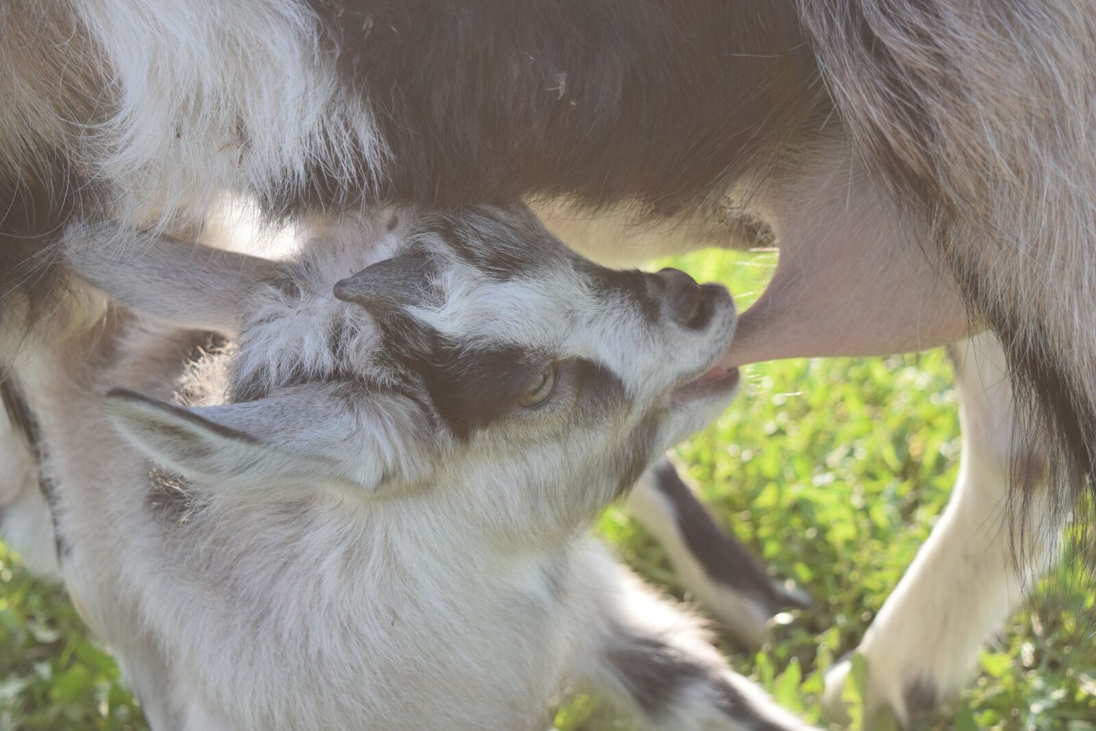 Nikon D5300 sample photo. Goat, mammal, nature photography