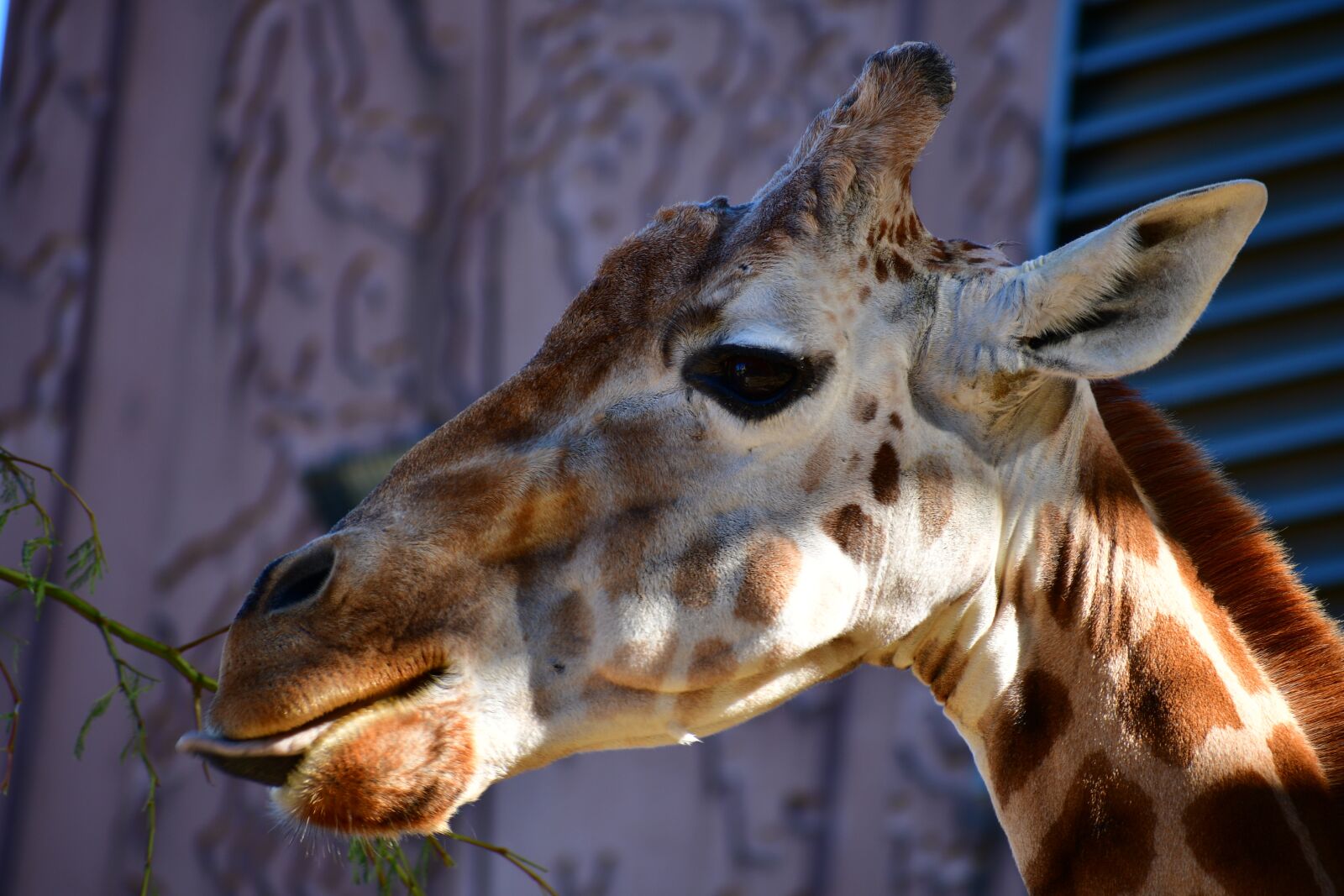 Nikon D7500 sample photo. Giraffe head, giraffe, big photography