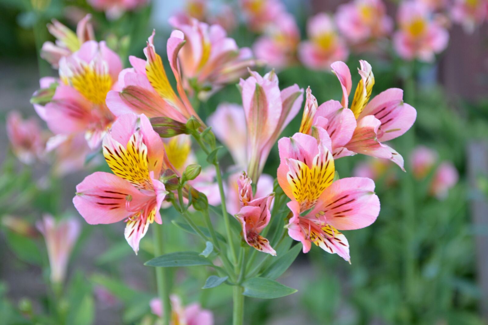Nikon D5200 sample photo. Flowers, plants, nature photography