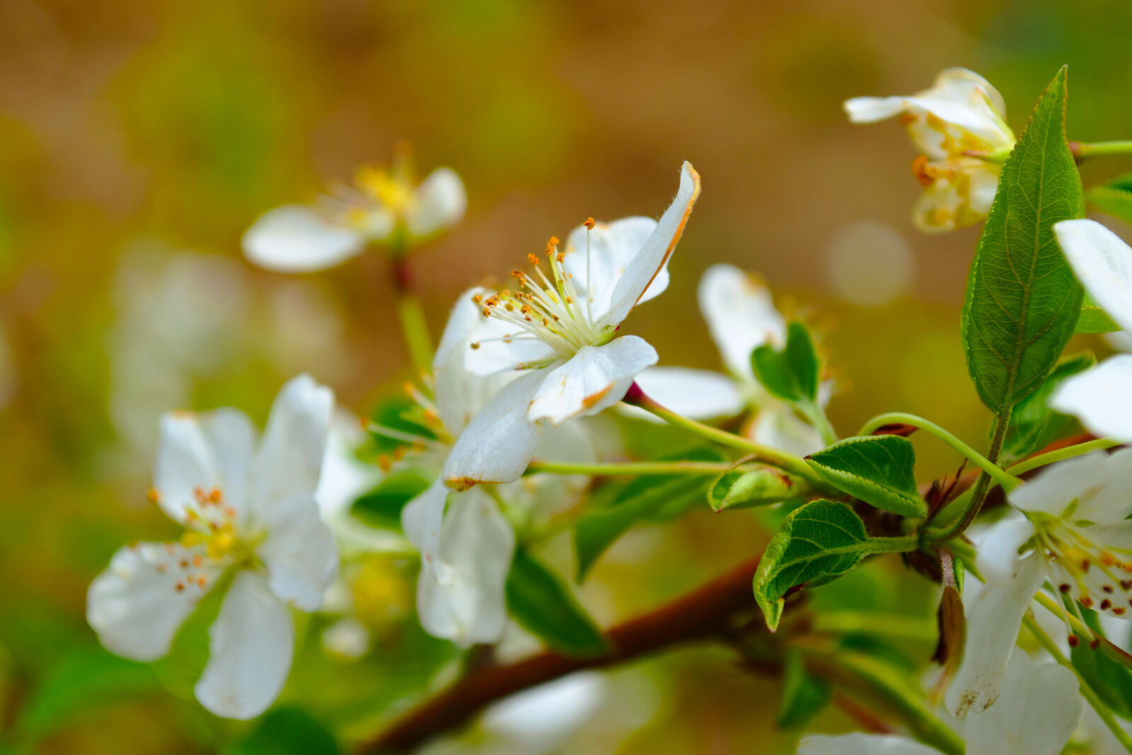 Nikon D5300 sample photo