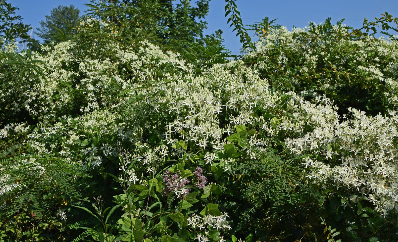 Nikon D3300 sample photo. Joe-pye weed and wild photography