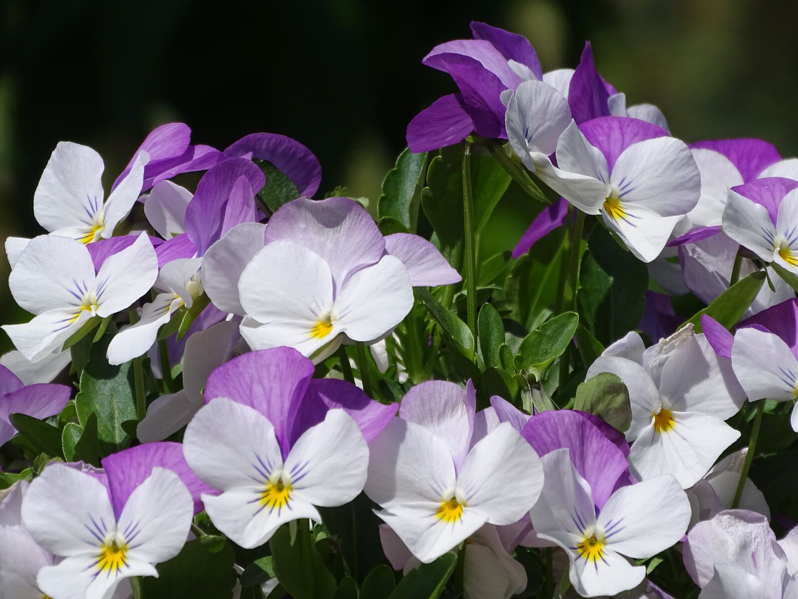 Sony Cyber-shot DSC-HX400V sample photo. Flowers, pansy, colorful photography