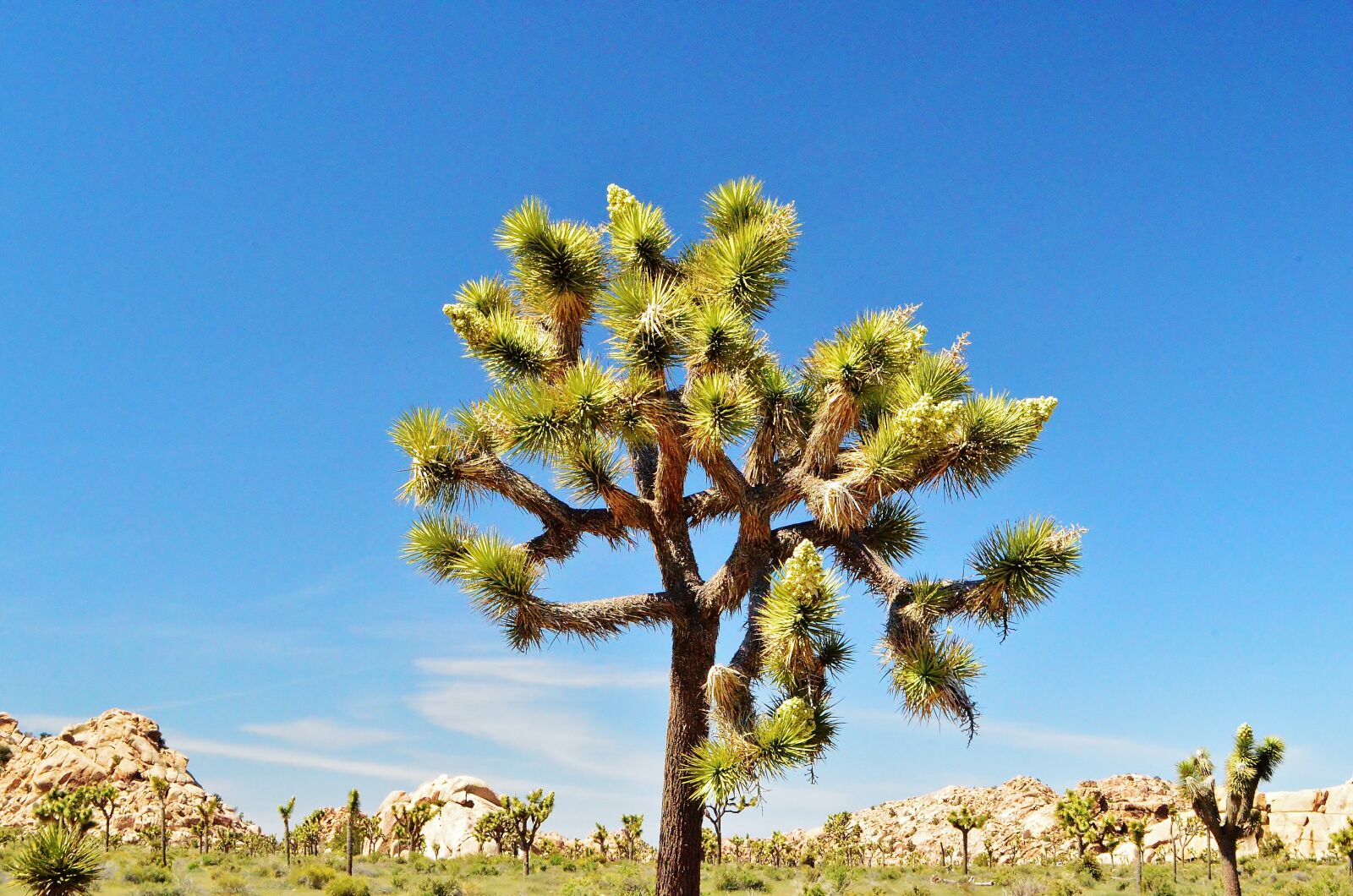 Nikon D5100 sample photo. Joshua tree, joshua tree photography