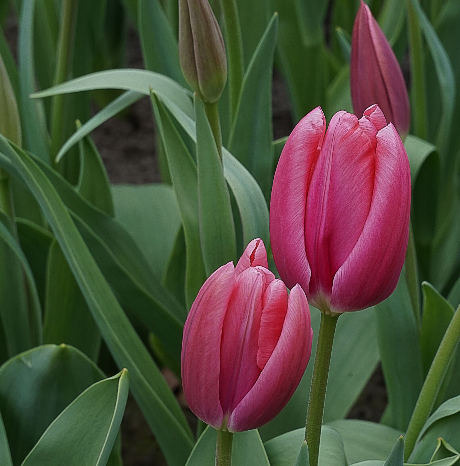 Sony Alpha a5000 (ILCE 5000) + Sony E 55-210mm F4.5-6.3 OSS sample photo. Flowers, tulips, pink photography