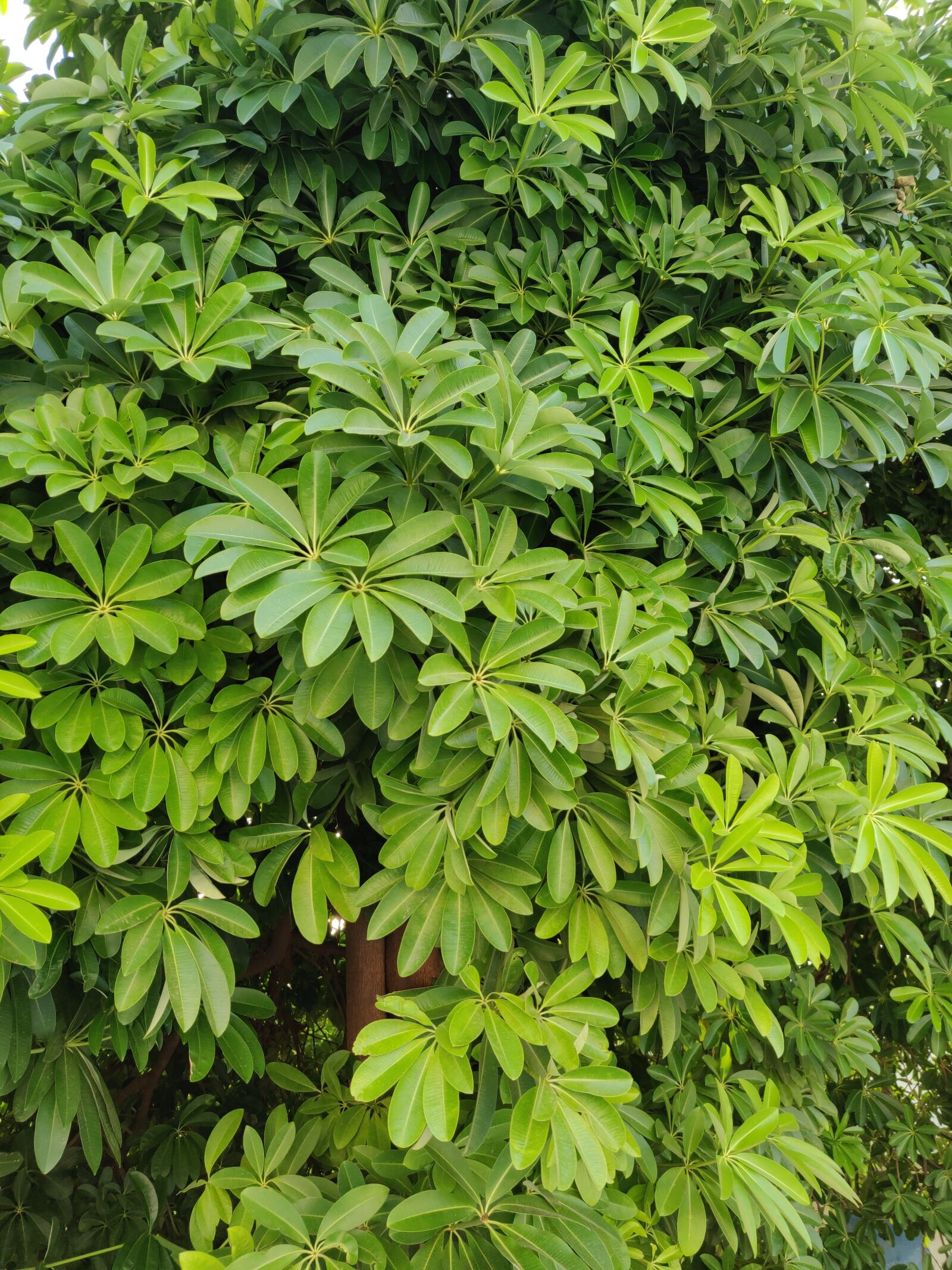 OnePlus A6000 sample photo. Green leaves, nature, green photography