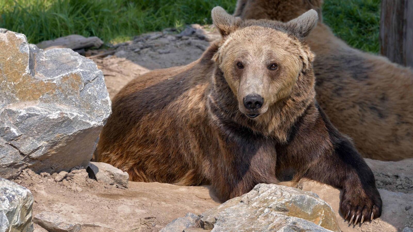 Nikon D500 sample photo. Nature, wildlife, wild, bear photography