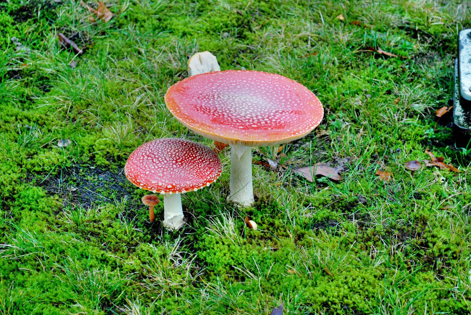 Nikon D3000 sample photo. Fly agaric, moss, nature photography