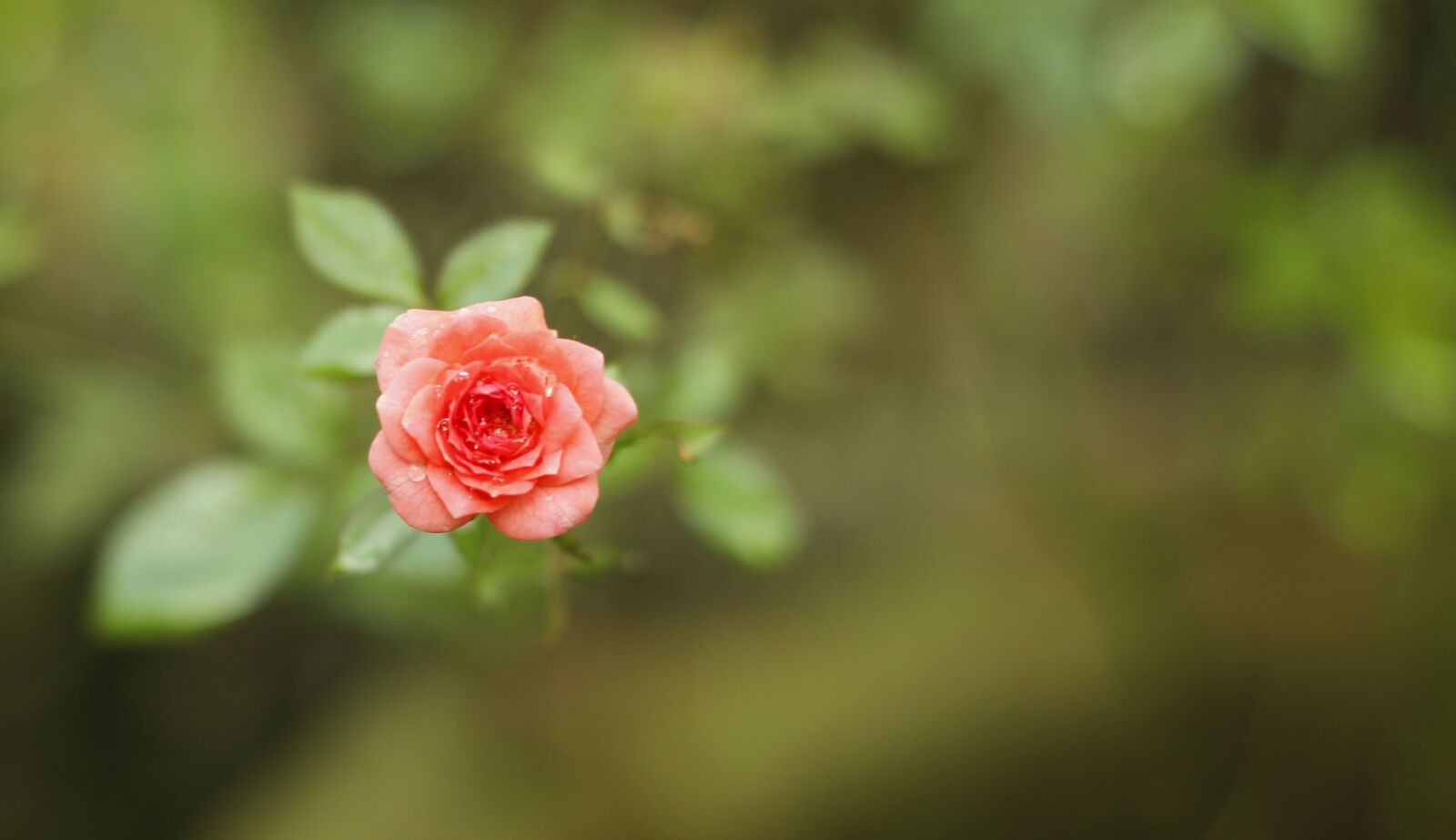 Canon EOS 600D (Rebel EOS T3i / EOS Kiss X5) + Canon EF 50mm F1.8 II sample photo. Rose flower, small rose photography