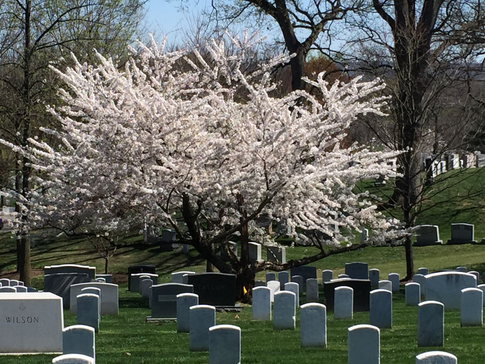 Apple iPhone 6 sample photo. Cemetery, tree, nature photography