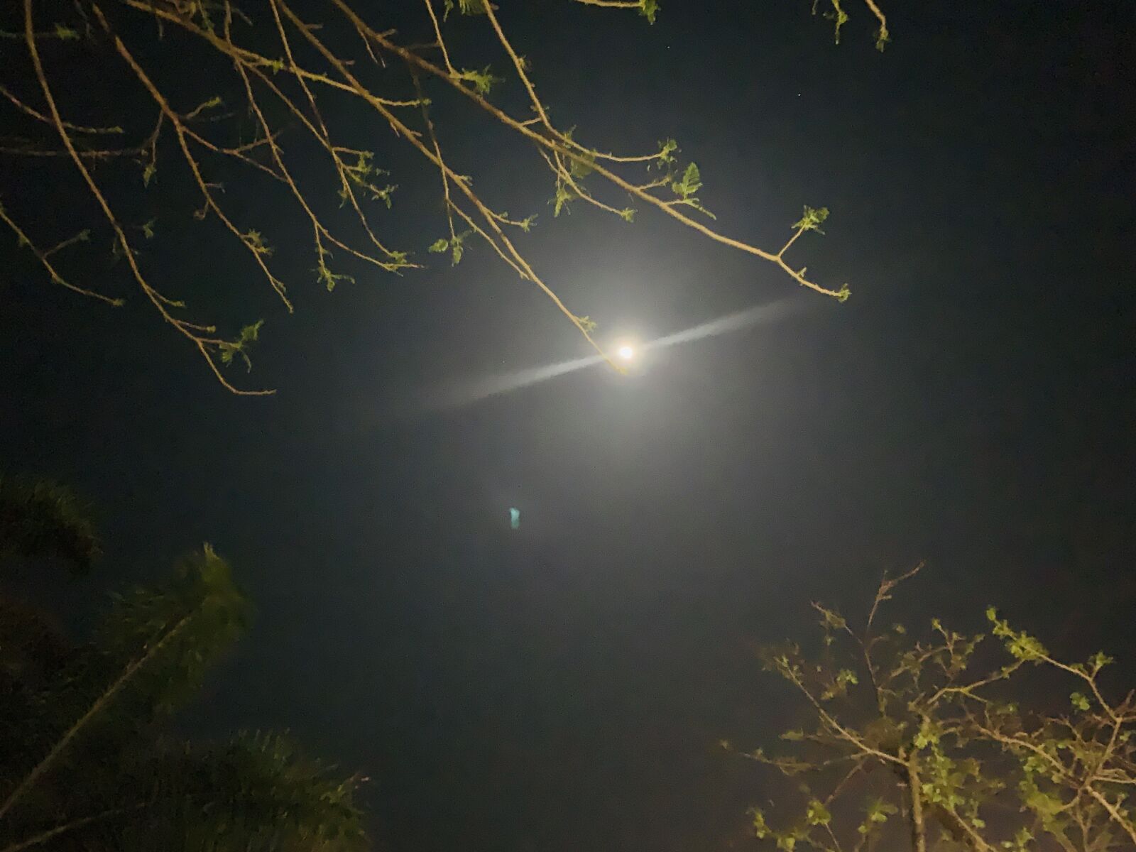 Apple iPhone XR sample photo. Moon, tree, night photography