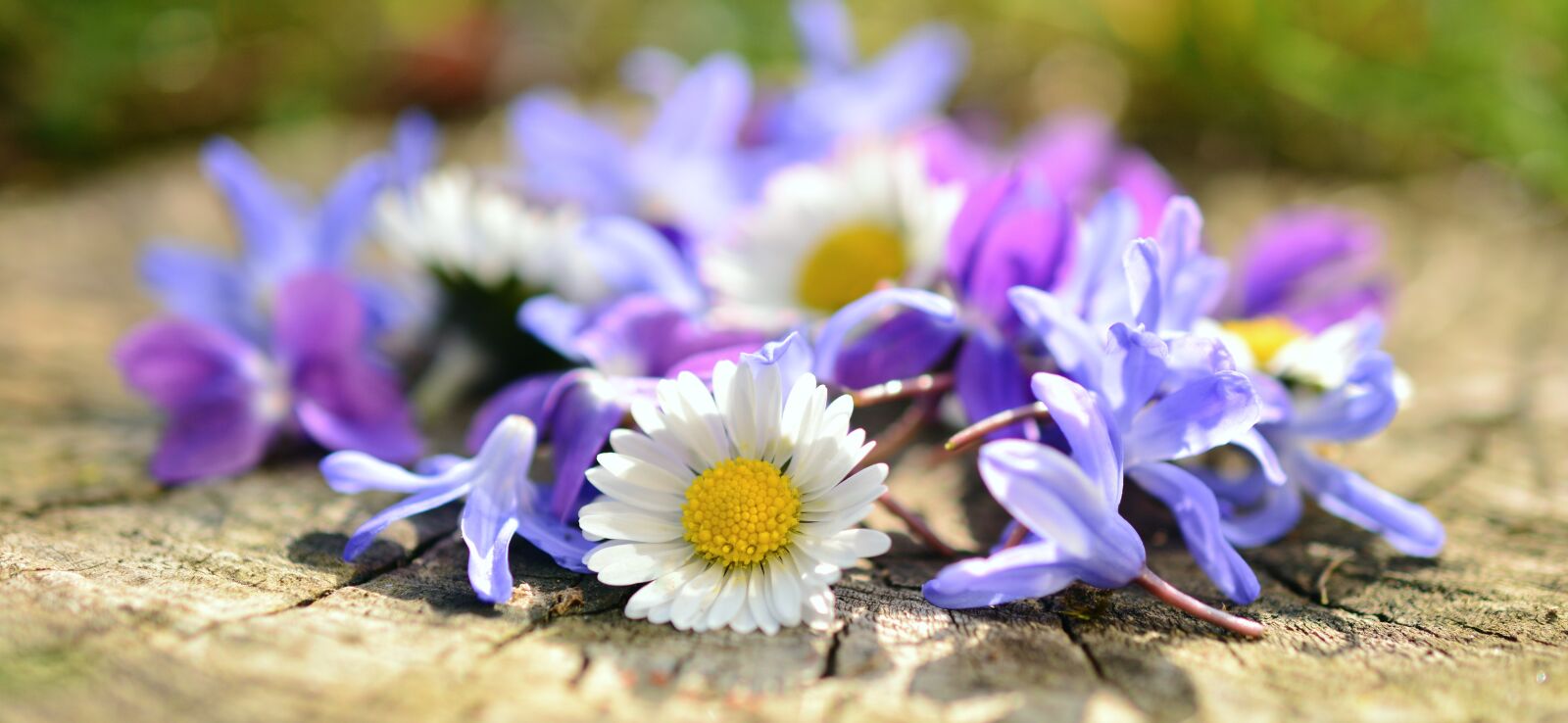 Nikon D5200 sample photo. Daisy, flowers, spring photography