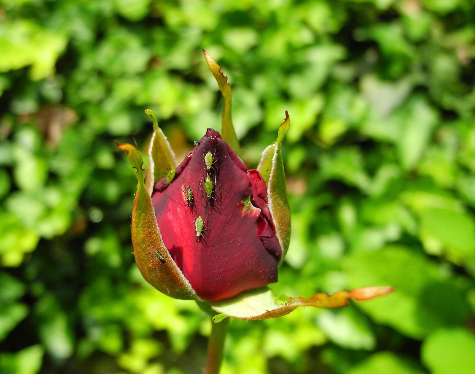 Nikon Coolpix P7000 sample photo. Rose, rosebud, flower photography