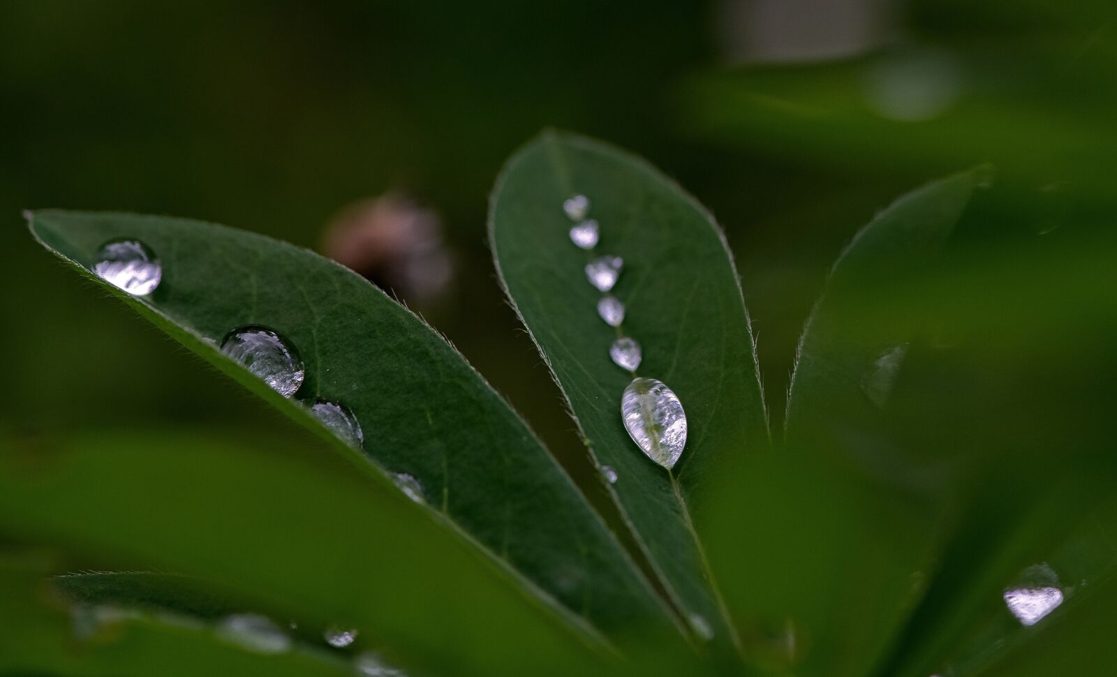 Nikon D800 sample photo. Drops, droplet, water photography