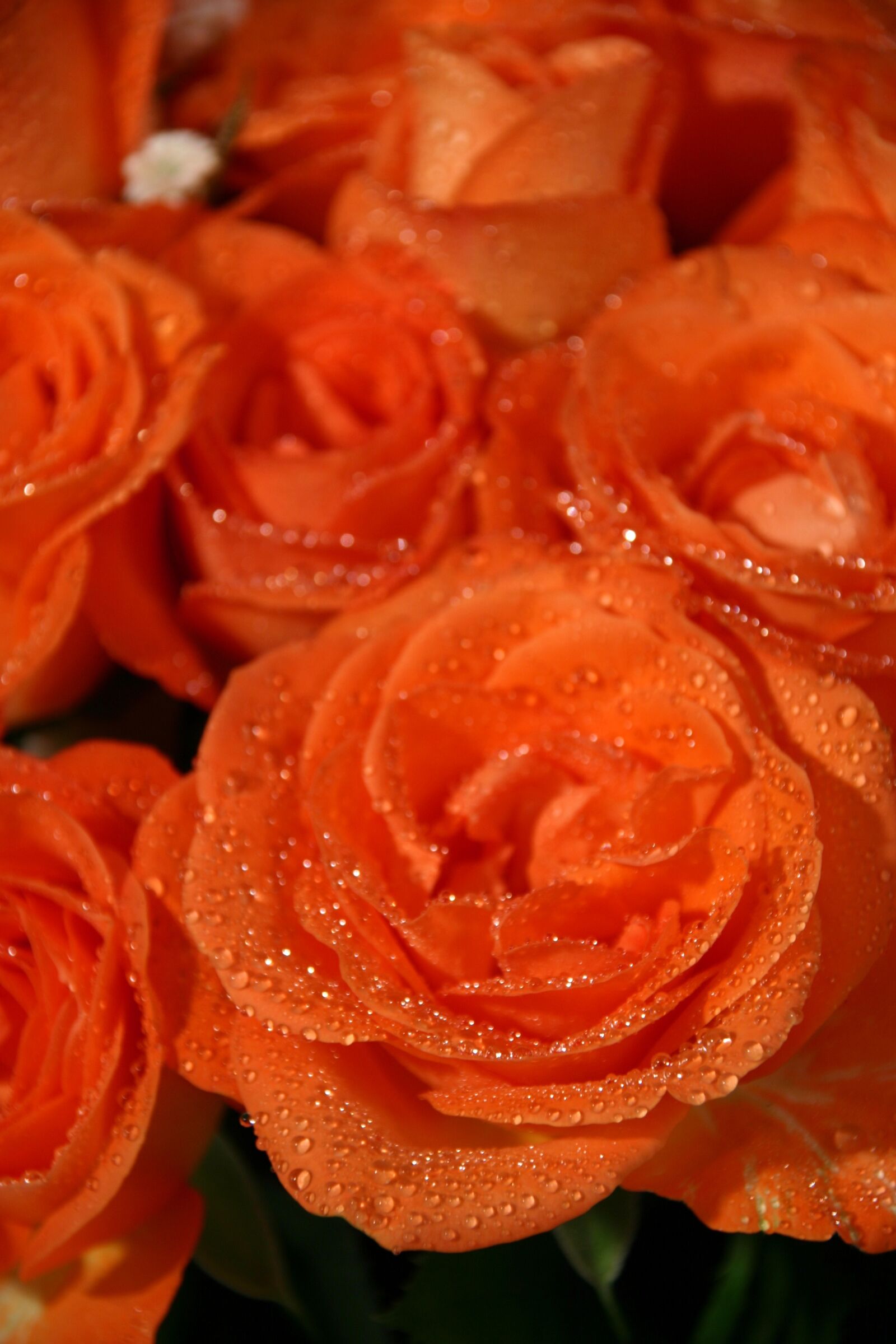 Canon EOS 10D sample photo. Roses, flowers, orange photography