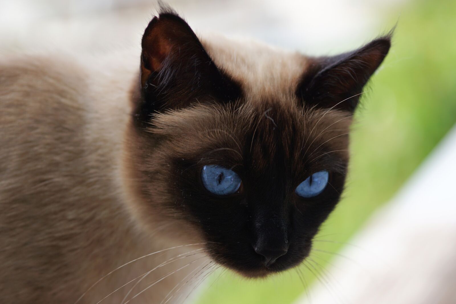 Sony a6000 + E 60mm F2.8 sample photo. Siam, siamese cat, cat photography