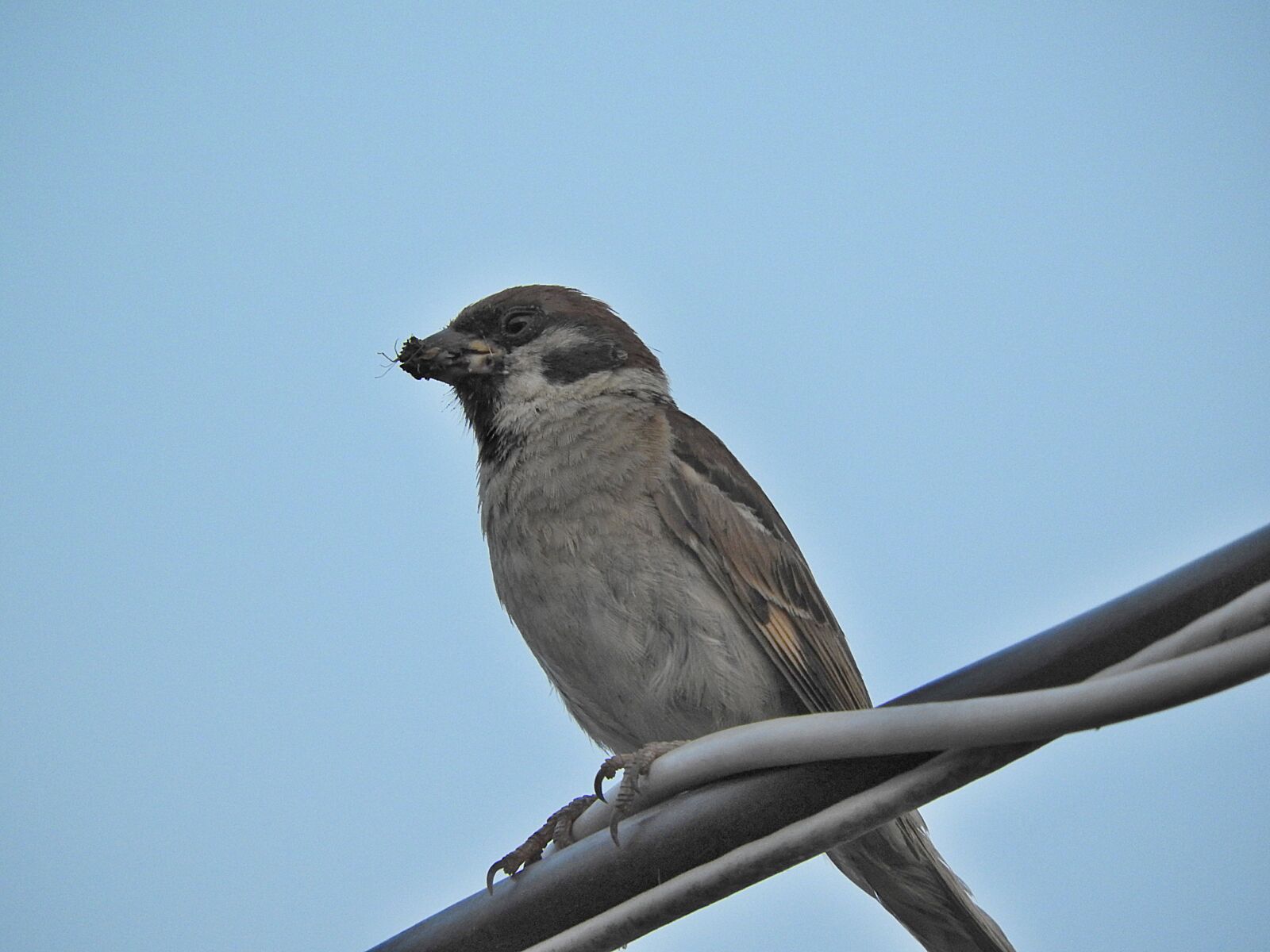 Nikon Coolpix P610 sample photo. Sparrow, bird, plumage photography