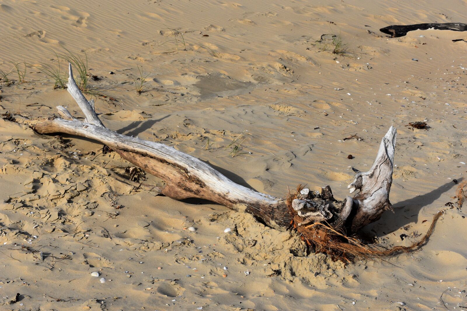 Nikon D7200 sample photo. Beach, sand, driftwood photography